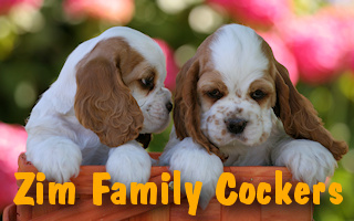 Zim Family Cocker Spaniels