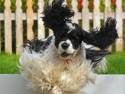 Cocker Spaniel in agility training