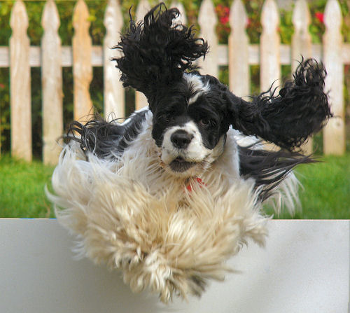 parti color American Cocker Spaniel