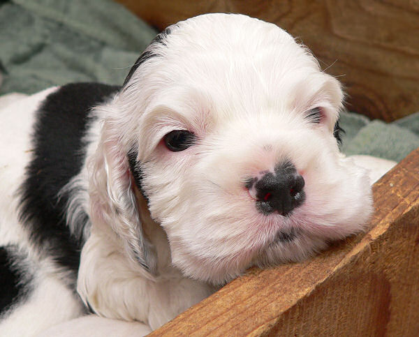 Four week old parti colored Cocker puppy