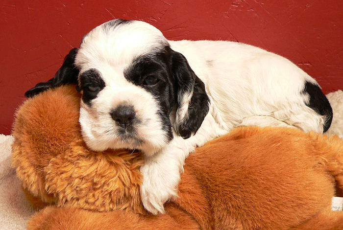 The gentle giant from our litter of Cocker Spaniel puppies