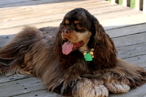 Chocolate and tan Cocker photo courtesy of Sheila Vessar