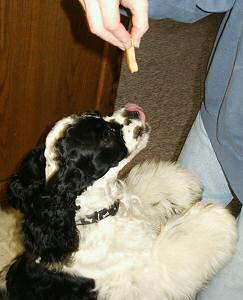 Morgan goes nuts over a biscuit