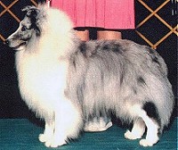 A blue merle sheltie