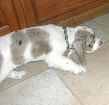 brown merle Cocker Spaniel