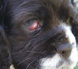 Cocker Spaniel puppy with a cherry eye