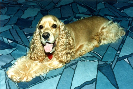 buff Cocker photo courtesy of Sheila Vessar