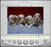 Click here to watch Cocker Spaniel videos!