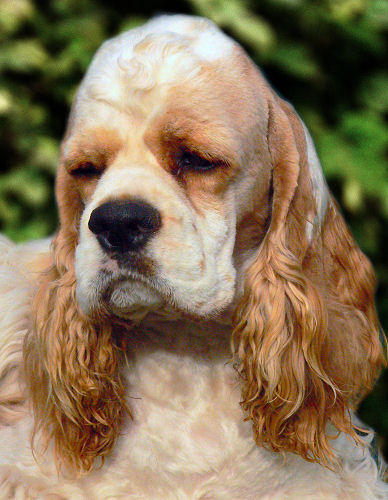 Our red & white parti male at nine months old