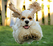 click here for general information about the breed