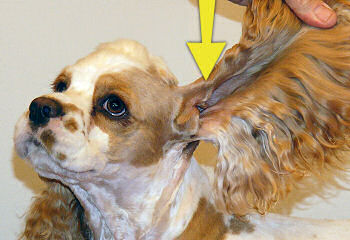 Joanna shows off her shaved ear