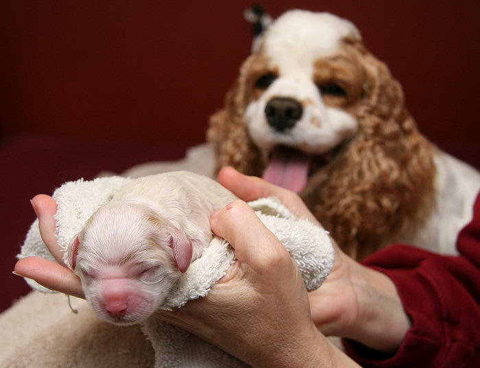Joanna watches as Kellyn holds the first born pup for a photo