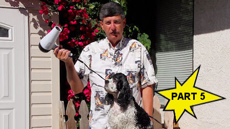 using a blow dryer on a Cocker Spaniel