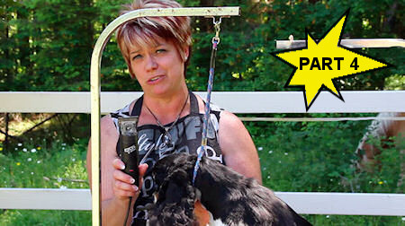 Grooming a pet Cocker Spaniel