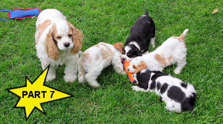 Our final litter of Cocker Spaniel puppies