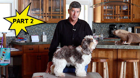 Fluffy Cocker Spaniel needs a good haircut