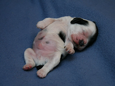 one week old Cocker Spaniel picture