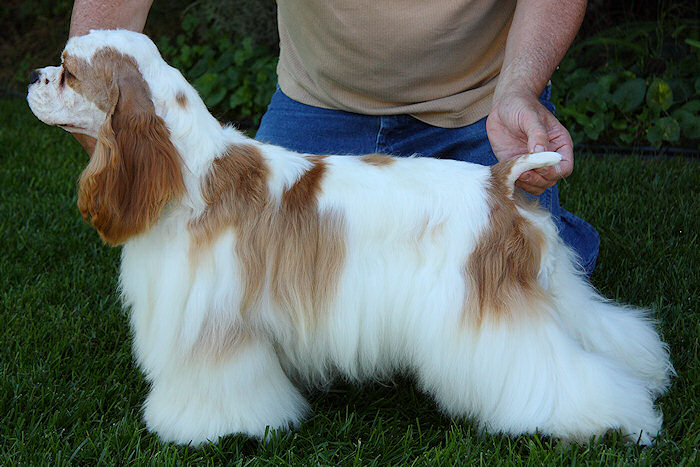 stacked red and white parti Cocker