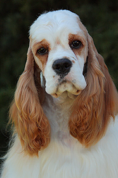 Haylee - Cocker Spaniel face photo