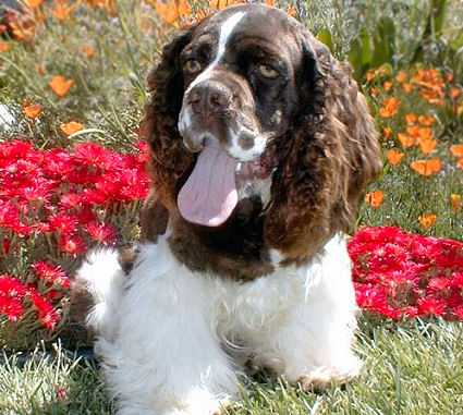 Cocker Spaniel picture