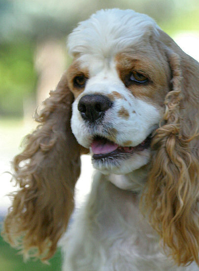 Joanna - new Cocker Spaniel mom