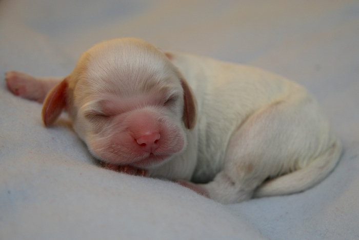 The last puppy born in this litter