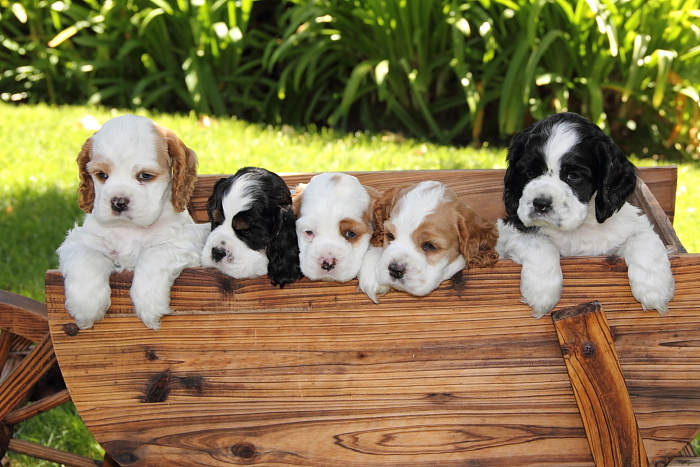 Cocker Spaniel puppies in a wooden wagon