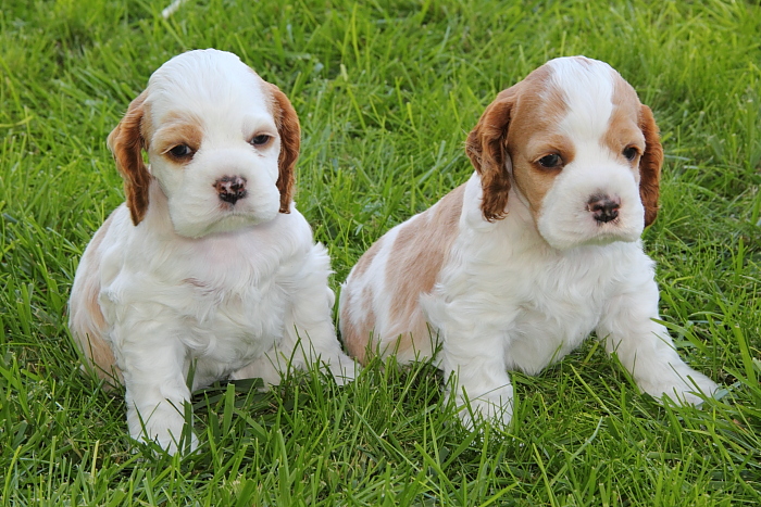 red & white parti Cocker Spaniel puppies