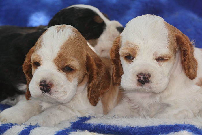 4 week old parti color Cocker Spaniel puppies