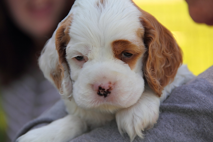 half face Cocker Spaniel puppy