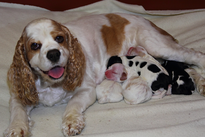 1-day-old Cocker Spaniel puppies
