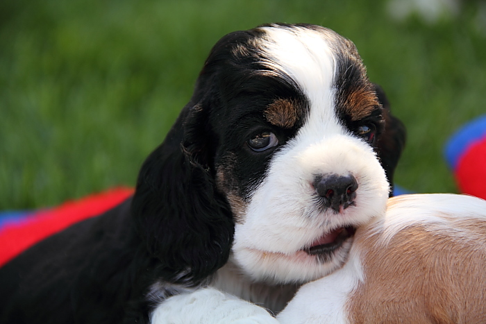 black & white parti Cocker with tan points