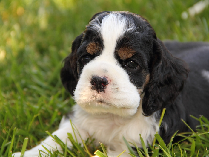 tri color Cocker Spaniel puppy
