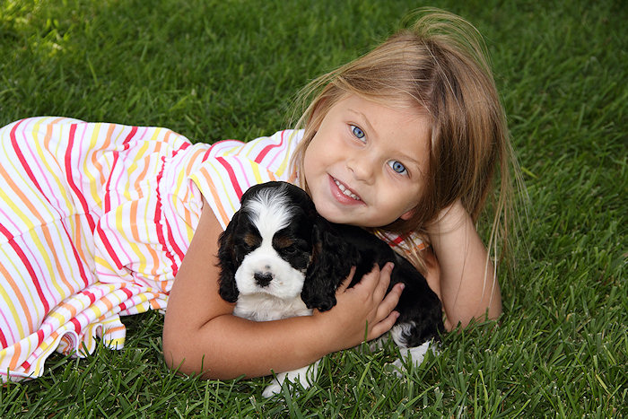 cute Cocker Spaniel puppy picture