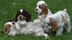 Parti colored Cocker puppies