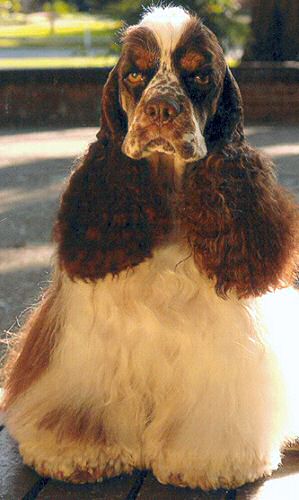 One of the most beautiful Cocker Spaniel coat colors