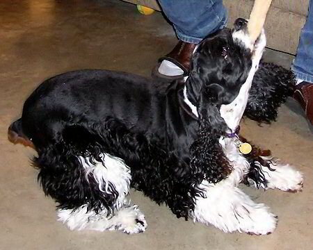 heavily marked parti