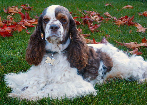 chocolate sable parti