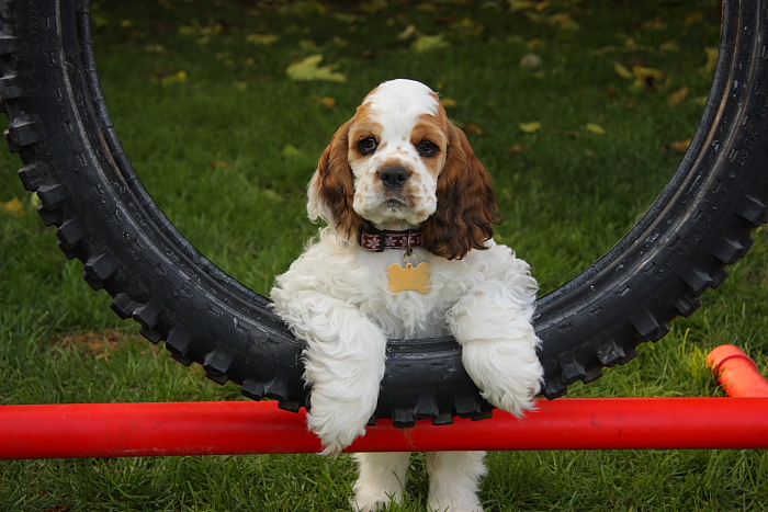 Zim's Magnificent Megawatt