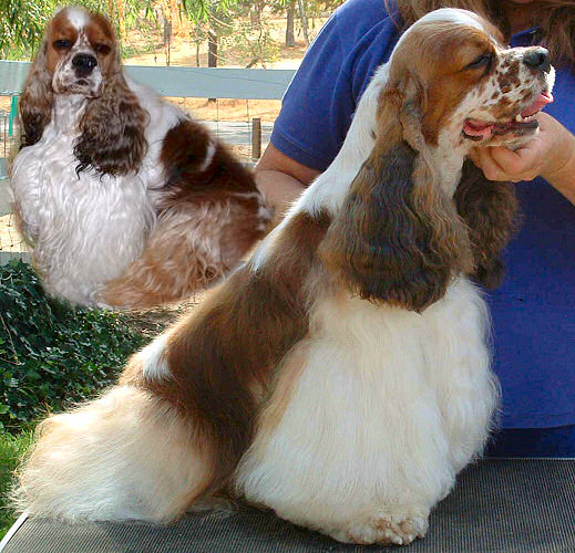 the father of Joanna's puppies