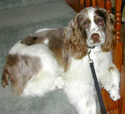 chocolate merle parti