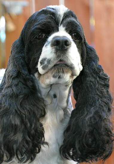 Cocker Spaniel picture