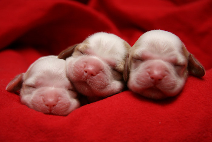3 day old Cocker Spaniel puppies