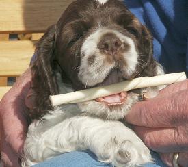 One of our puppies with a chew stick