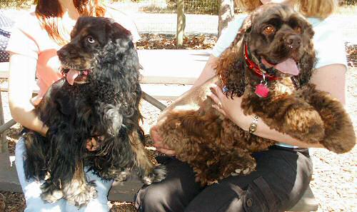 Not the usual coat colors that we see at the Zim house