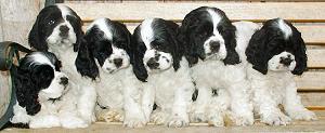 black and white parti color Cocker Spaniel pictures