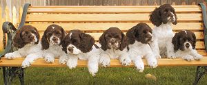 chocolate and white parti color Cocker Spaniel photos