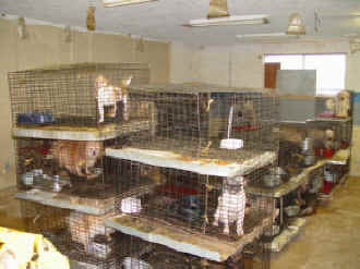 A puppy mill