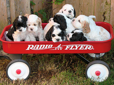 photo of 3 week old Cocker Spaniel puppies