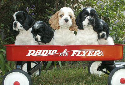 A recent litter of Cocker puppies